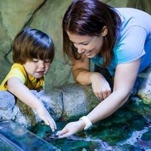 Wildlife & Nature activities in Westminster for 0-12m, 1-17, adults year olds. SEA LIFE London Aquarium, Sealife London Aquarium, Loopla