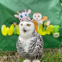 Wildlife & nature events and classes in  for babies, toddlers, kids, teenagers and 18+ from Wildlife Live