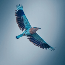 Art  in Blackheath for 5-7 year olds. Beautiful Birds of Paradise, The Conservatoire, Loopla