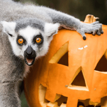 Kids Activities activities in Regents Park for 0-12m, 1-13, adults year olds. Boo at the Zoo: Halloween Event, ZSL, Loopla