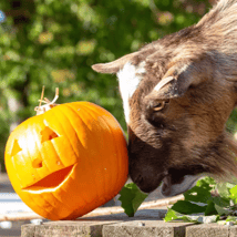 Halloween activities activities in Whipsnade for 0-12m, 1-11 year olds. Boo at the Zoo: Halloween Family Adventure, ZSL, Loopla